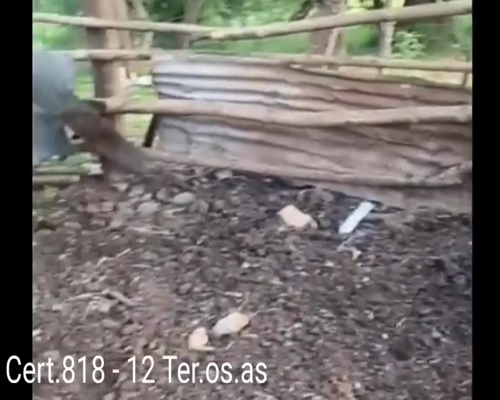 Lote TERNEROS Y TERNERAS