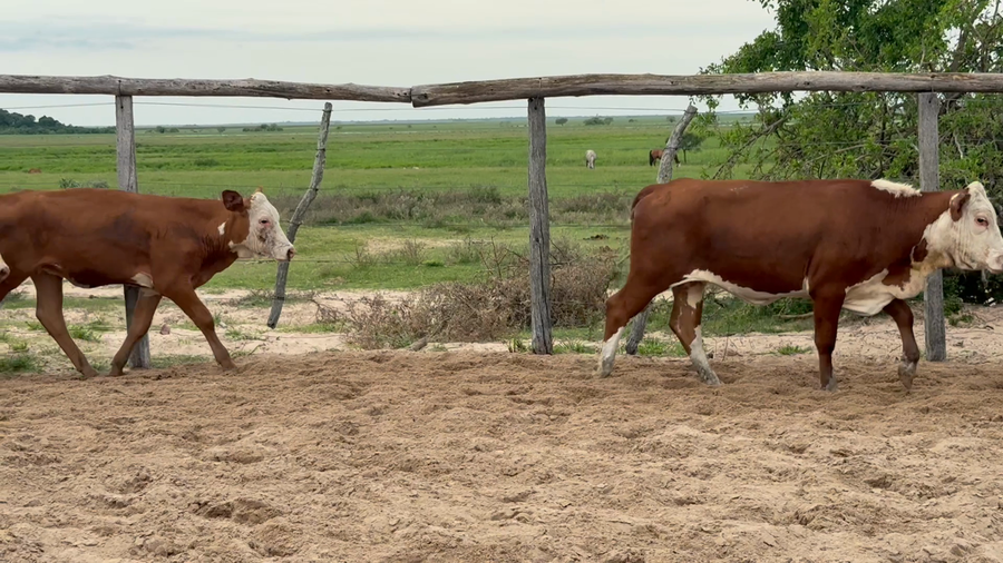 Lote 70 Terneras en Corrientes, Chavarría