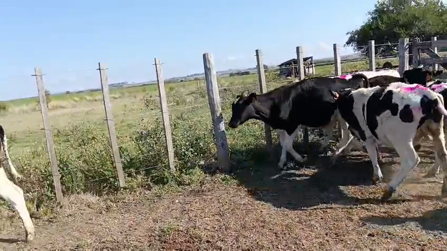 Lote 7 Terneros a remate en Pantalla Camy - Aniversario 31 Años, San José