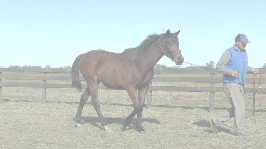 Lote CONDENADA (EMMANUEL - CITY OF PASSION)