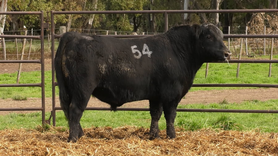 Lote TOROS ANGUS NEGROS PC