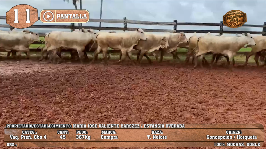 Lote LOTE 11 - POR PANTALLA