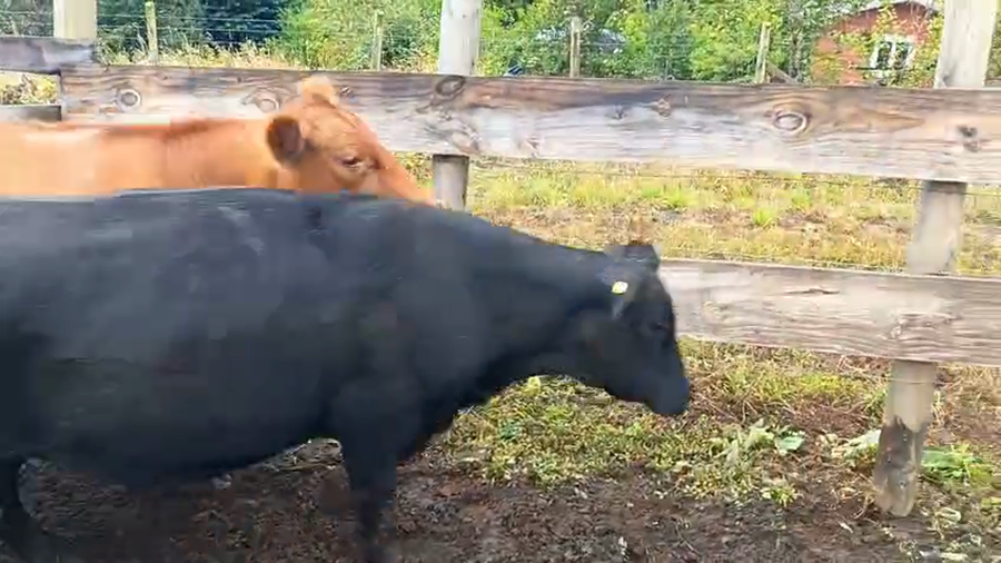 Lote 15 Vaquilla Engorda en Villarrica, IX Región Araucanía