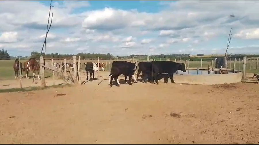 Lote 6 Terneros AA Cr a remate en Pantalla Camy en Carreton