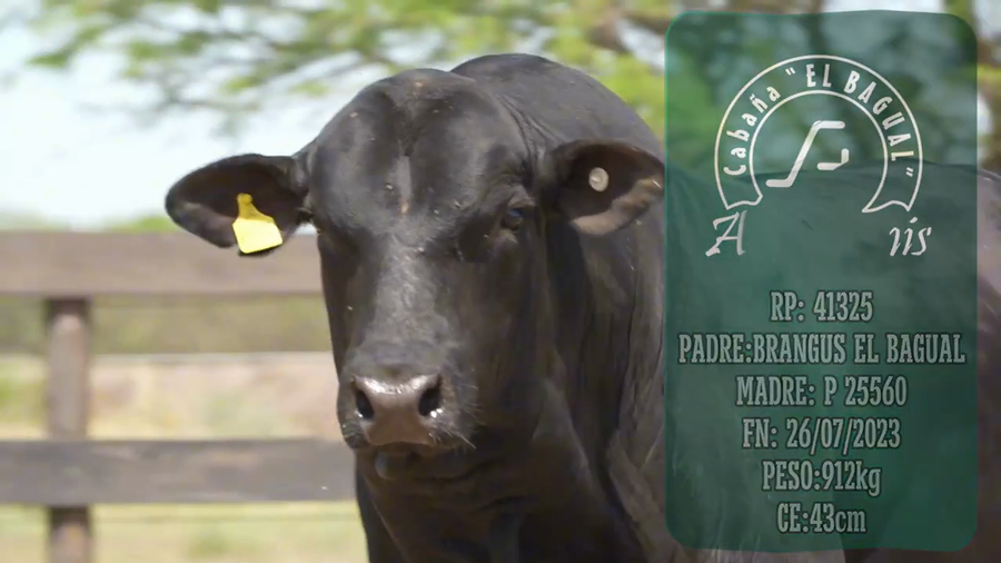 Lote Toro