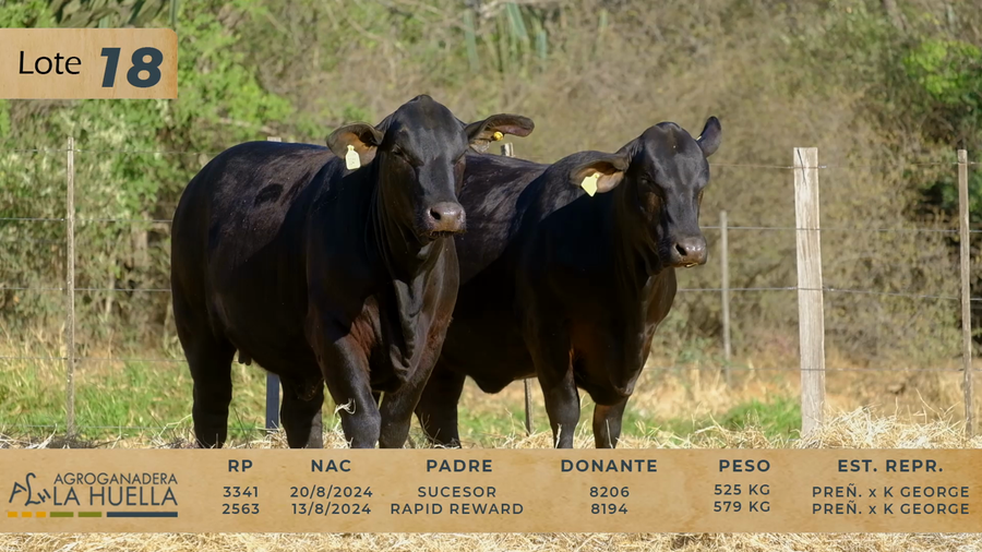 Lote LOTE 18
