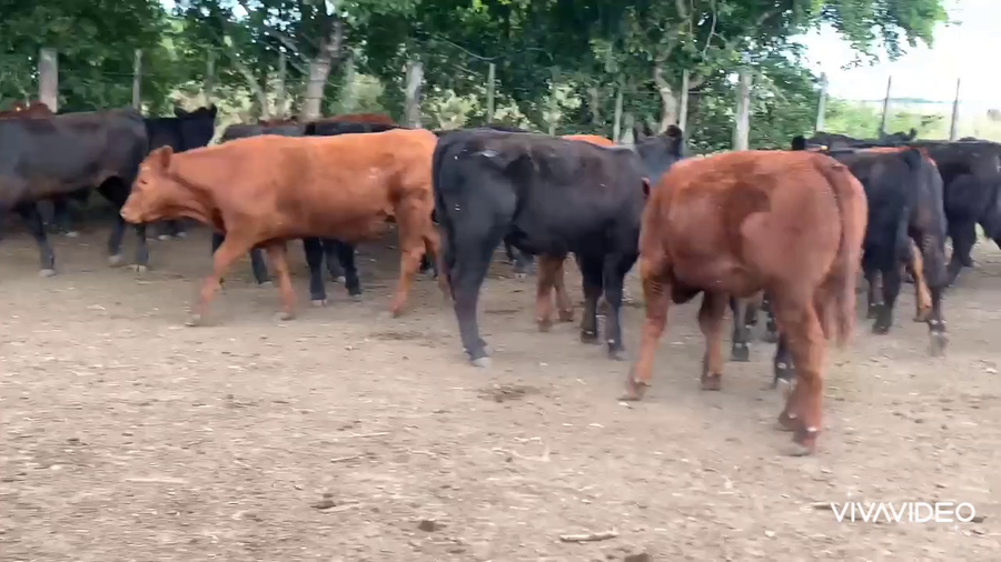 Lote 150 Terneros en Chascomús, Buenos Aires