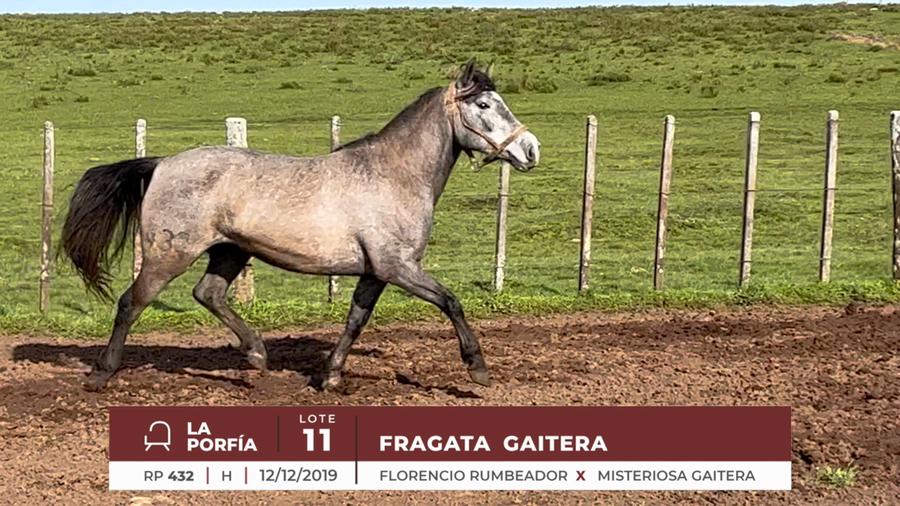 Lote FRAGATA GAITERAQ