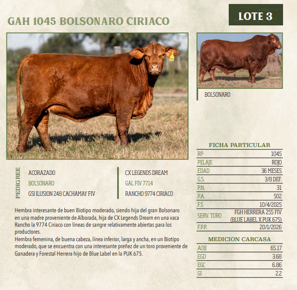Lote LOTE 3