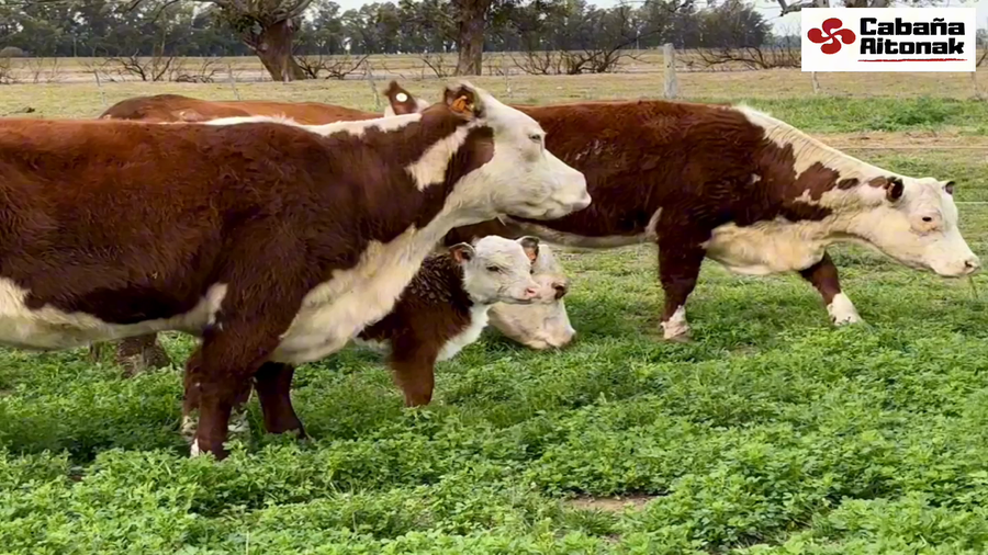 Lote CABAÑA AITONAK: 6 VACAS POLLED HEREFORD 2º y 3º CON TERNERO AL PIe