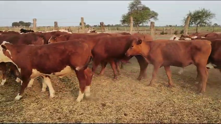 Lote 55 Novillitos en Vilelas, Santiago del Estero