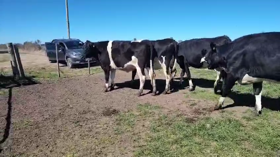 Lote 4 Vaquillonas  a remate en Pantalla Aniversario - Escritorio Camy, San José