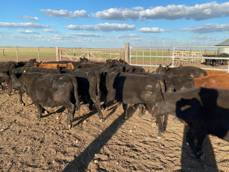 Lote 30 Terneros/as en Tres Arroyos, Buenos Aires