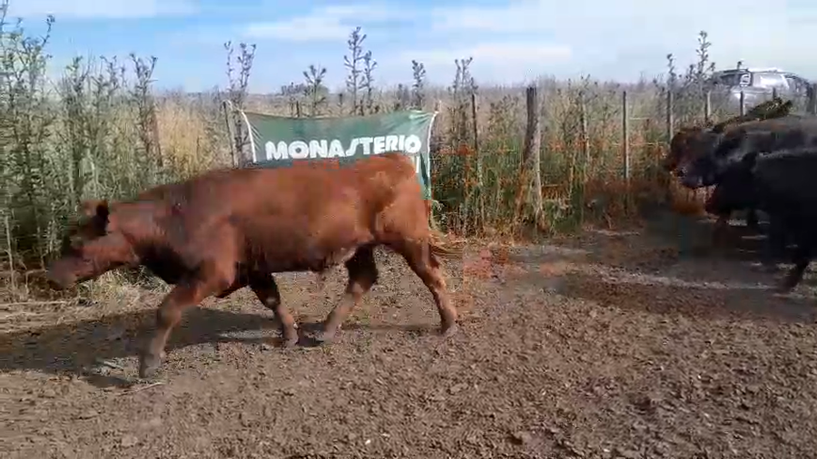 Lote 16 Novillitos en Arboledas