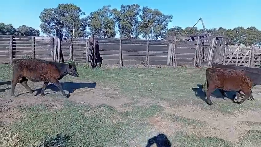 Lote 75 Terneros/as en Rauch