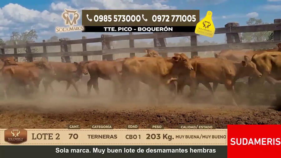 Lote Lote 2
