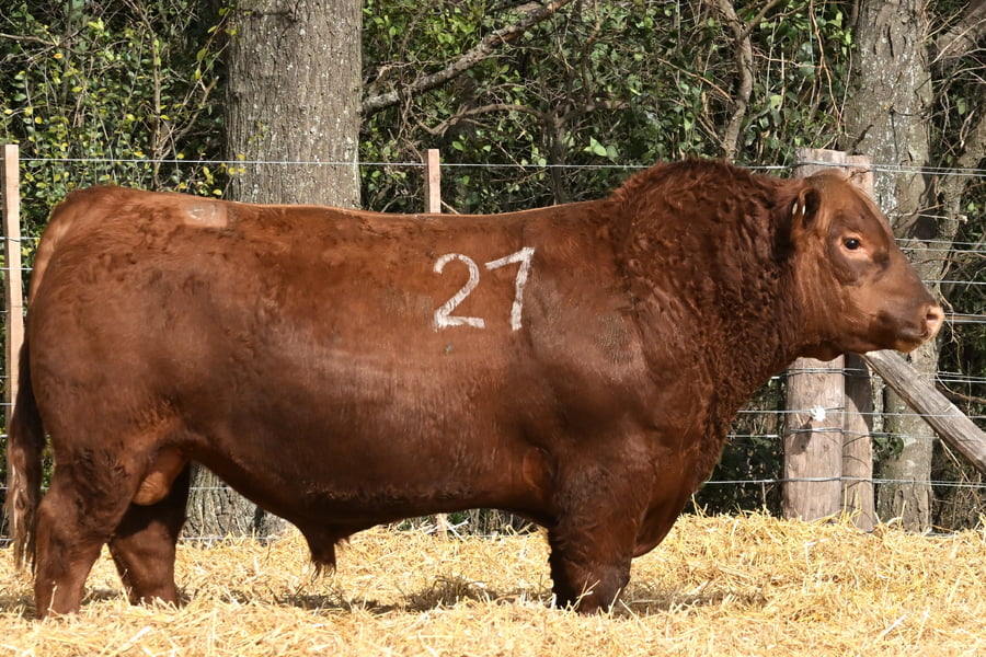 Lote TOROS ANGUS PC