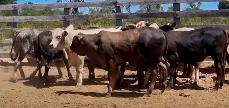 Lote Lote 21