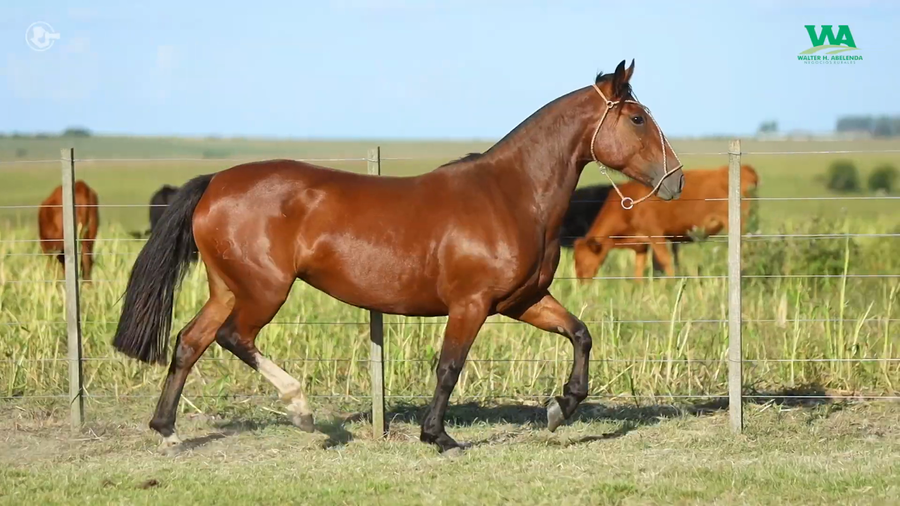 Lote CATALINA JOSE IGNACIO