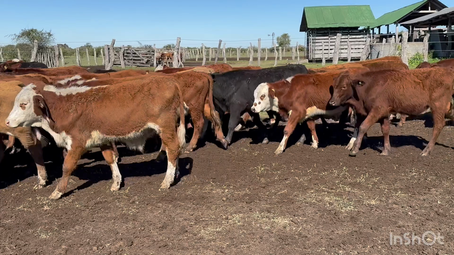 Lote 440 Terneros a término en Corrientes, Curuzu Cuatia