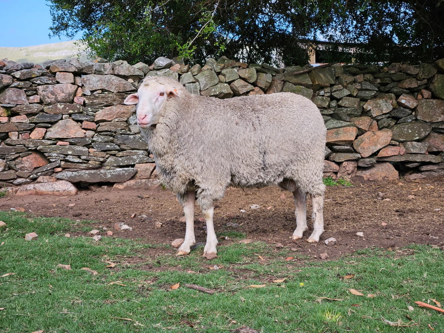 Lote (Vendido)Carneros a remate en Subasta Online - Nambi Guasu, Lavalleja