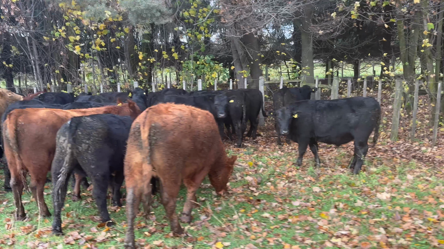 Lote 40 Novillo Engorda en Coyhaique, XI Región Aysén