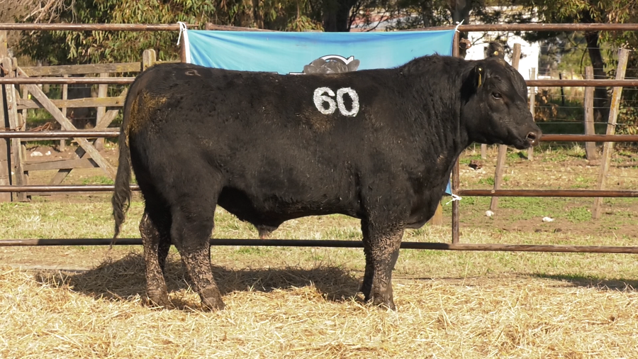 Lote TOROS ANGUS NEGROS  PC