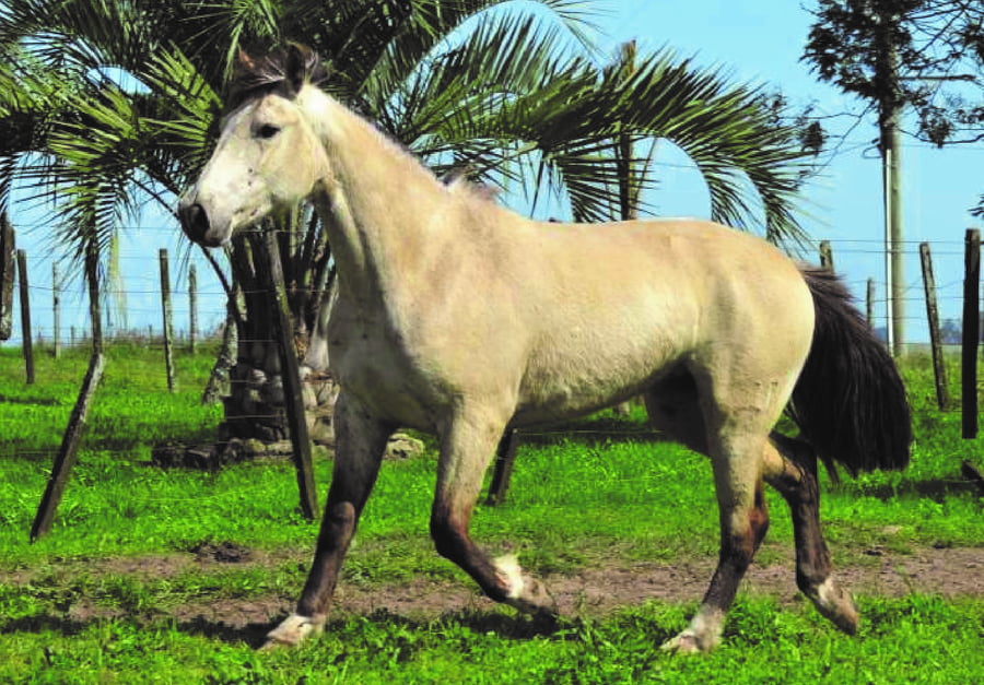 Lote RP 132 - FIRMEZA BETINA DO SAPUCAI