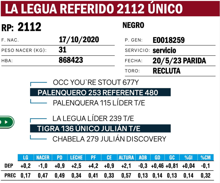 Lote VAQUILLONAS ANGUS  PP