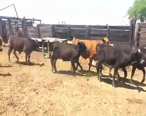 Lote 100 Terneros/as en Villa Ángela, Chaco