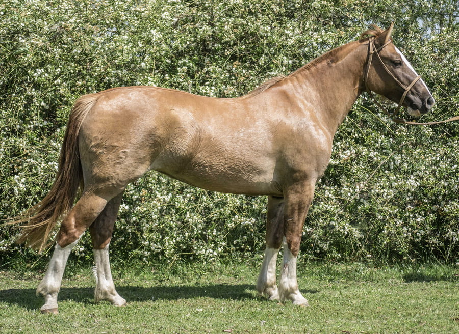 Lote PORÁ CAPRICHOSA