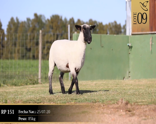 Lote Borregas a remate en Cabaña Las Brujas, San José