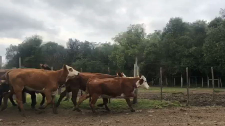 Lote 52 vacas de invernada