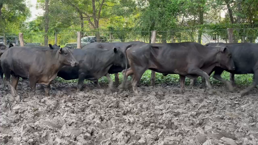 Lote 36 Vacas nuevas C/ gtia de preñez en Misión San Fco., Formosa