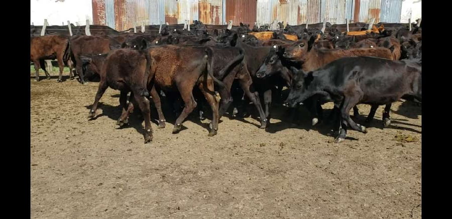 Lote 60 Terneras en Entre Ríos, Villaguay