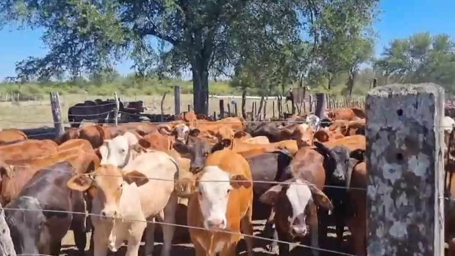 Lote 110 Terneros en Corrientes, Capital