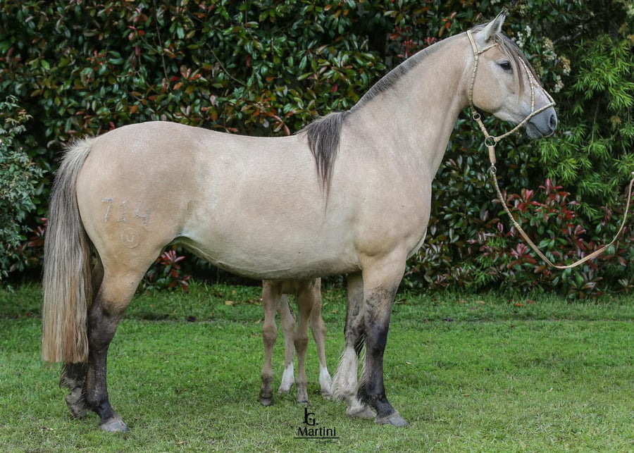 Lote Seguí Guitarra Caraguatá