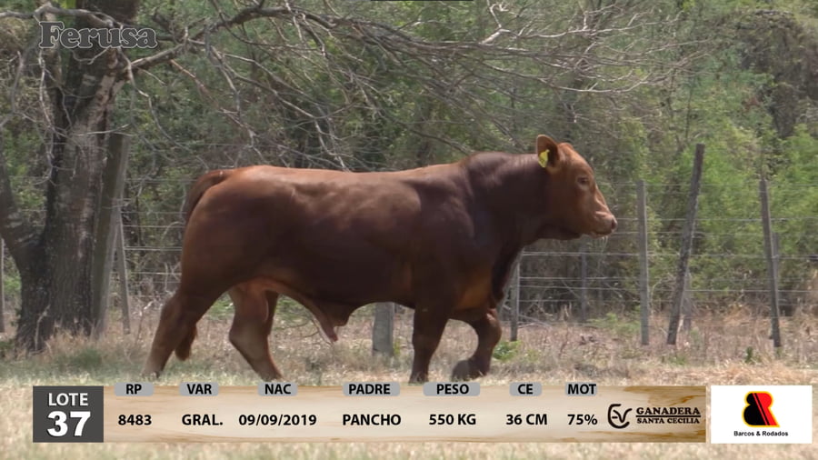 Lote Ganadera Santa Cecilia - Lote 37