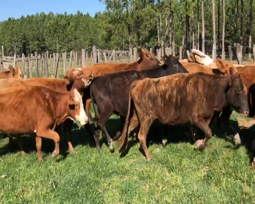 Lote 50 Vacas de invernar en Virasoro, Corrientes