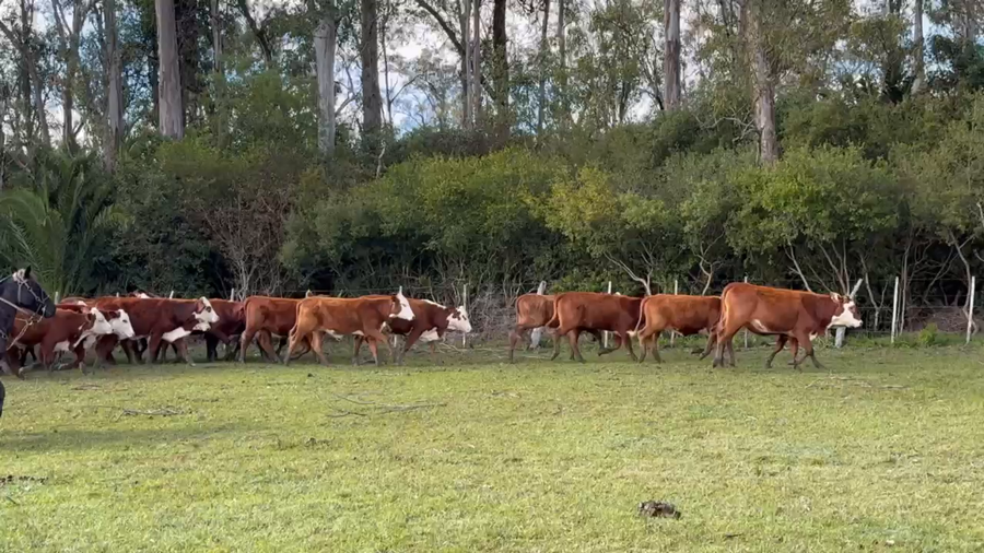 Lote 89 Vaquillonas en Corrientes, Paso de Los Libres