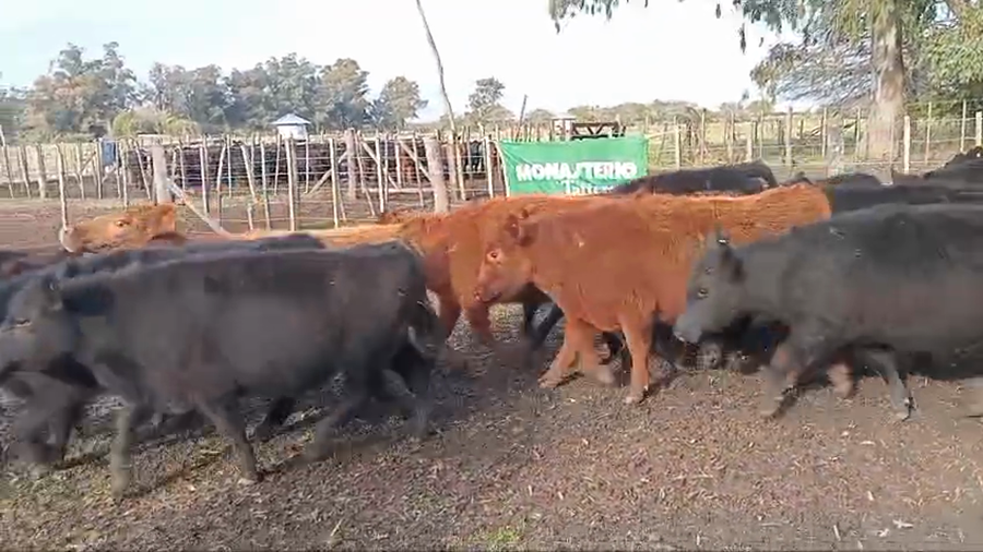 Lote 50 Terneros en Chascomus