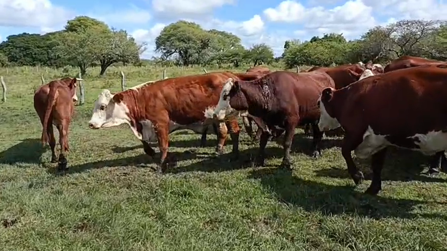 Lote 65 Vacas nuevas C/ gtia de preñez