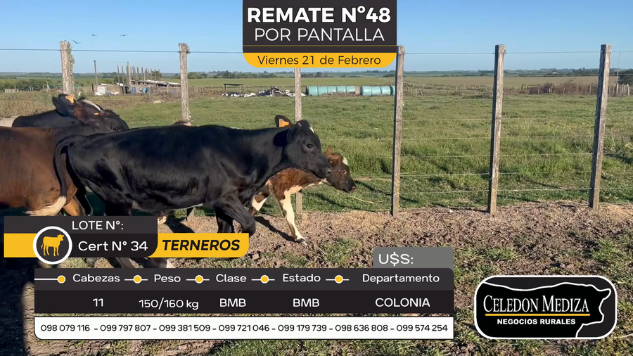 Lote 11 Terneros en Colonia