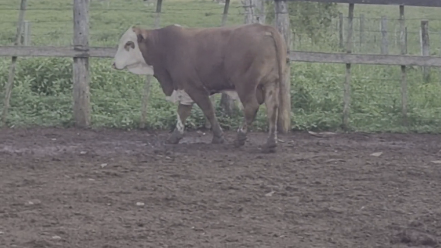 Lote Toros T. Braford a remate en Remate de Reproductores, Asunción