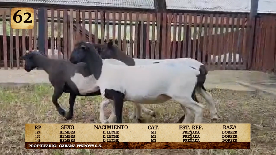 Lote LOTE 62