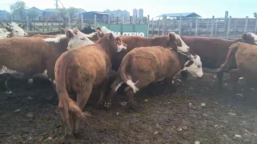 Lote 80 Vaquillonas en Buenos Aires, Coronel Suarez