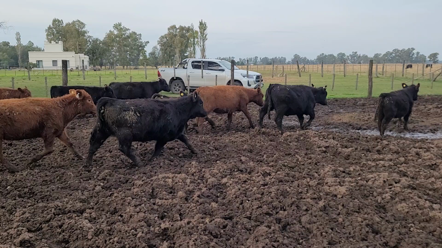 Lote 92 Terneras en Bragado