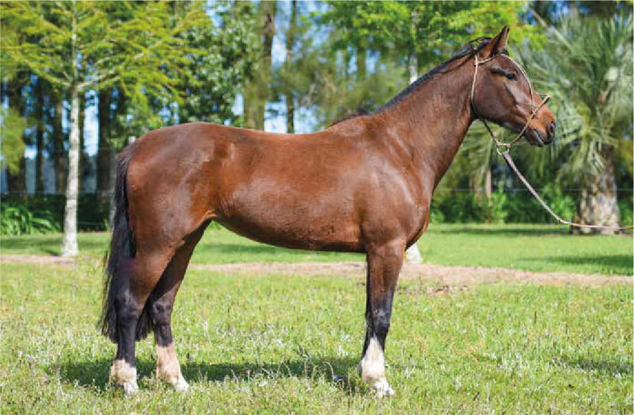 Lote El Gavilán Nutria Mansa (RP 446) Cabaña "El Gavilán"