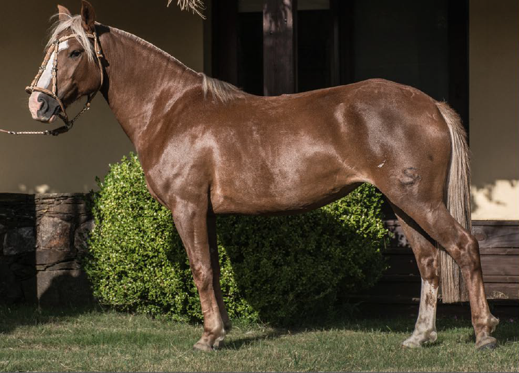 Lote HORNERA DEL MAVIAL