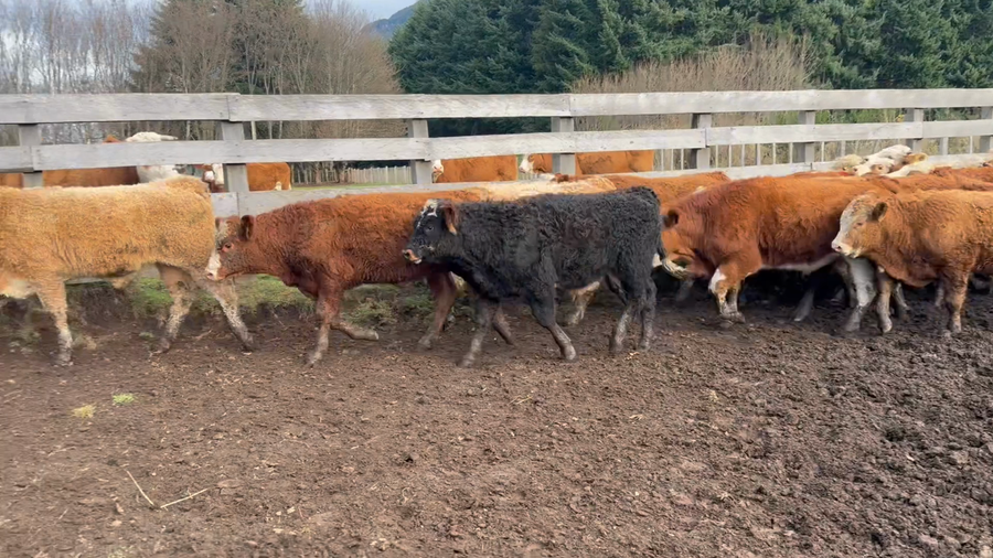 Lote 35 Ternero en Aysén, XI Región Aysén